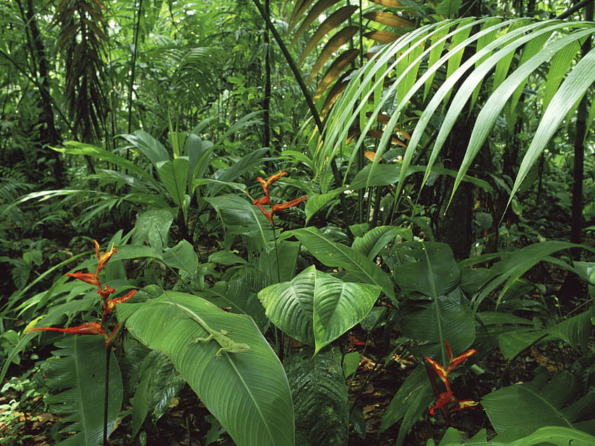 Lasy deszczowe Kostaryki -, Góry Kostaryki Tapeta HD