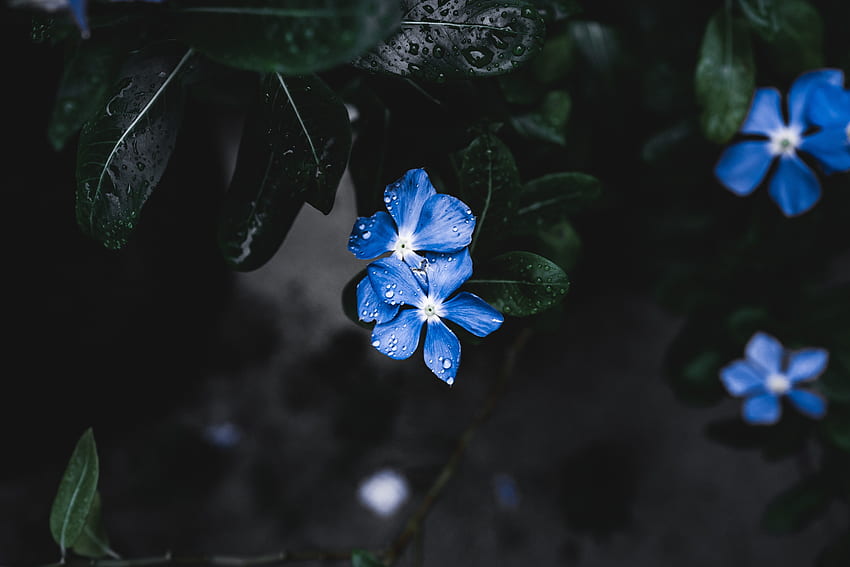 잎, 푸른 꽃, 방울 HD 월페이퍼