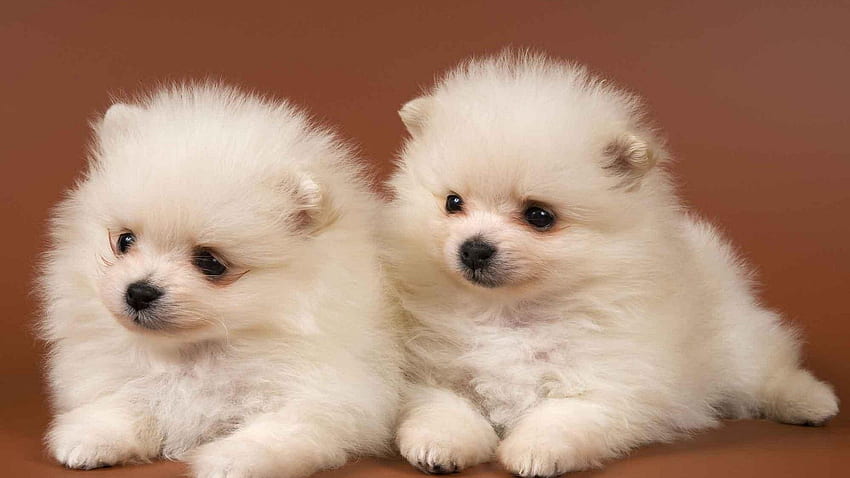 Cute Puppies . Cute puppy , Cute dog beds, Puppies, Cute White Puppies HD wallpaper