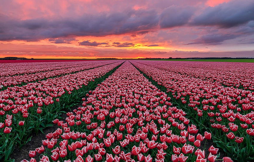 field, sunset, tulips, Holland for , section цветы, Holland Flowers HD wallpaper