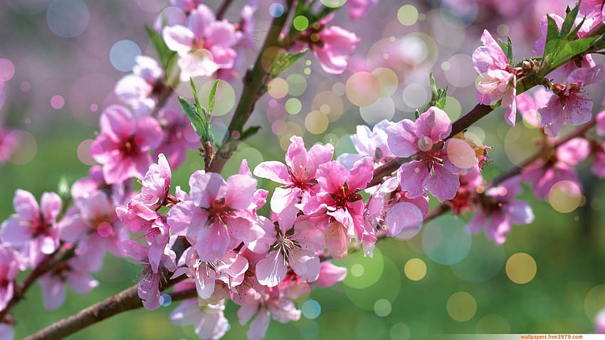 : Cherry Blossoms ดอกเชอร์รี่ ดอกเชอร์รี่ วอลล์เปเปอร์ HD