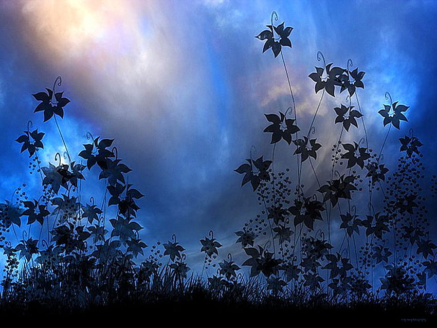 Flores silvestres en el azul, azul, flores silvestres, silouhettes, nubes, cielo fondo de pantalla