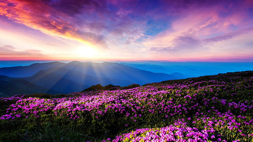 flowers, Landscape, Pink Flowers, Mountain, Sunlight, Sun Rays, Ukraine Nature HD wallpaper