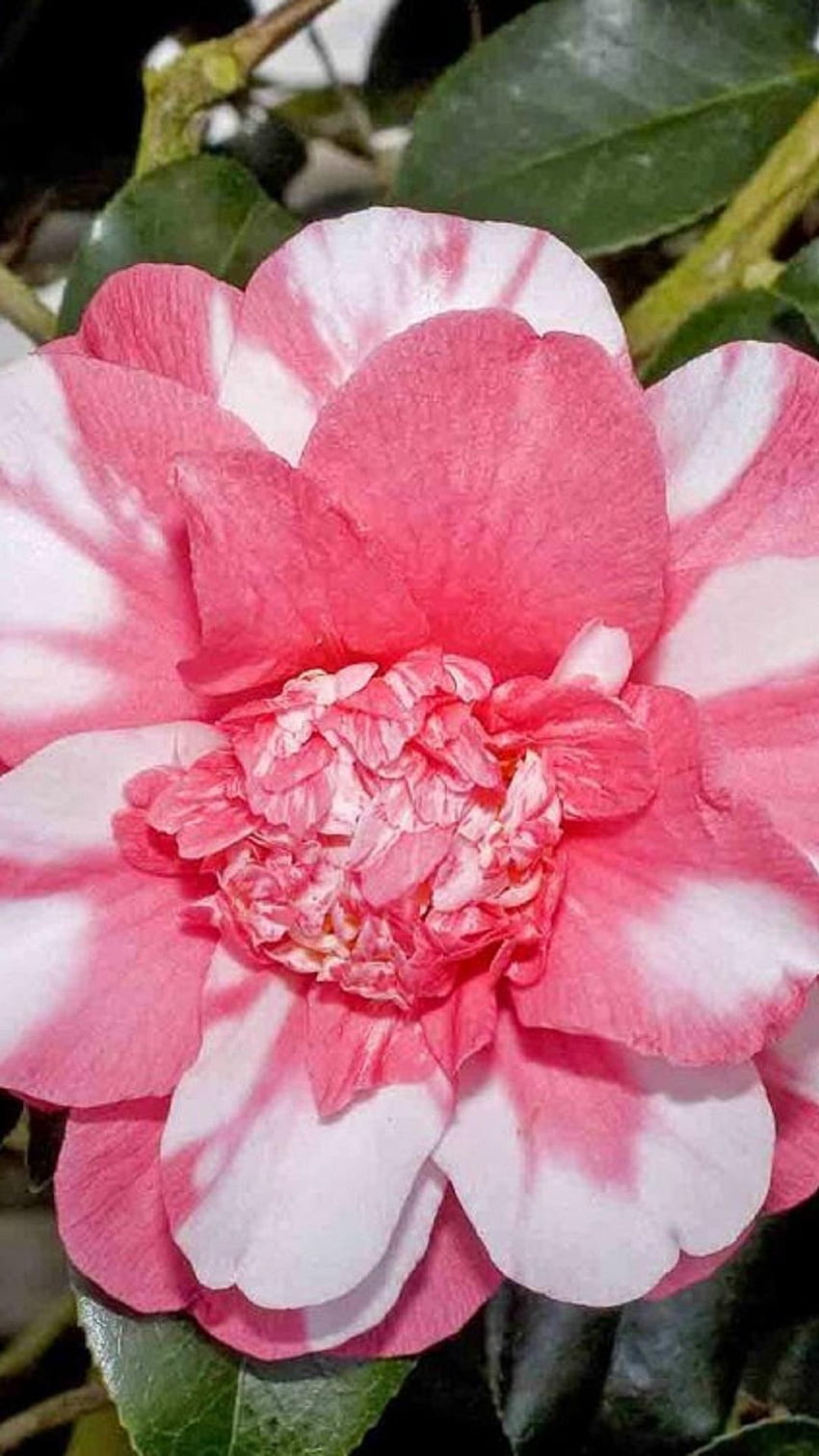 Camellia for Android, Camellia Sasanqua HD phone wallpaper | Pxfuel