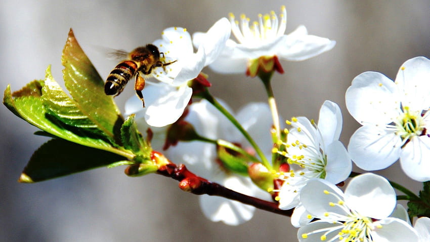 Цветя, череша, макро, цъфтеж, цъфтеж, клон, пчела, пролет HD тапет