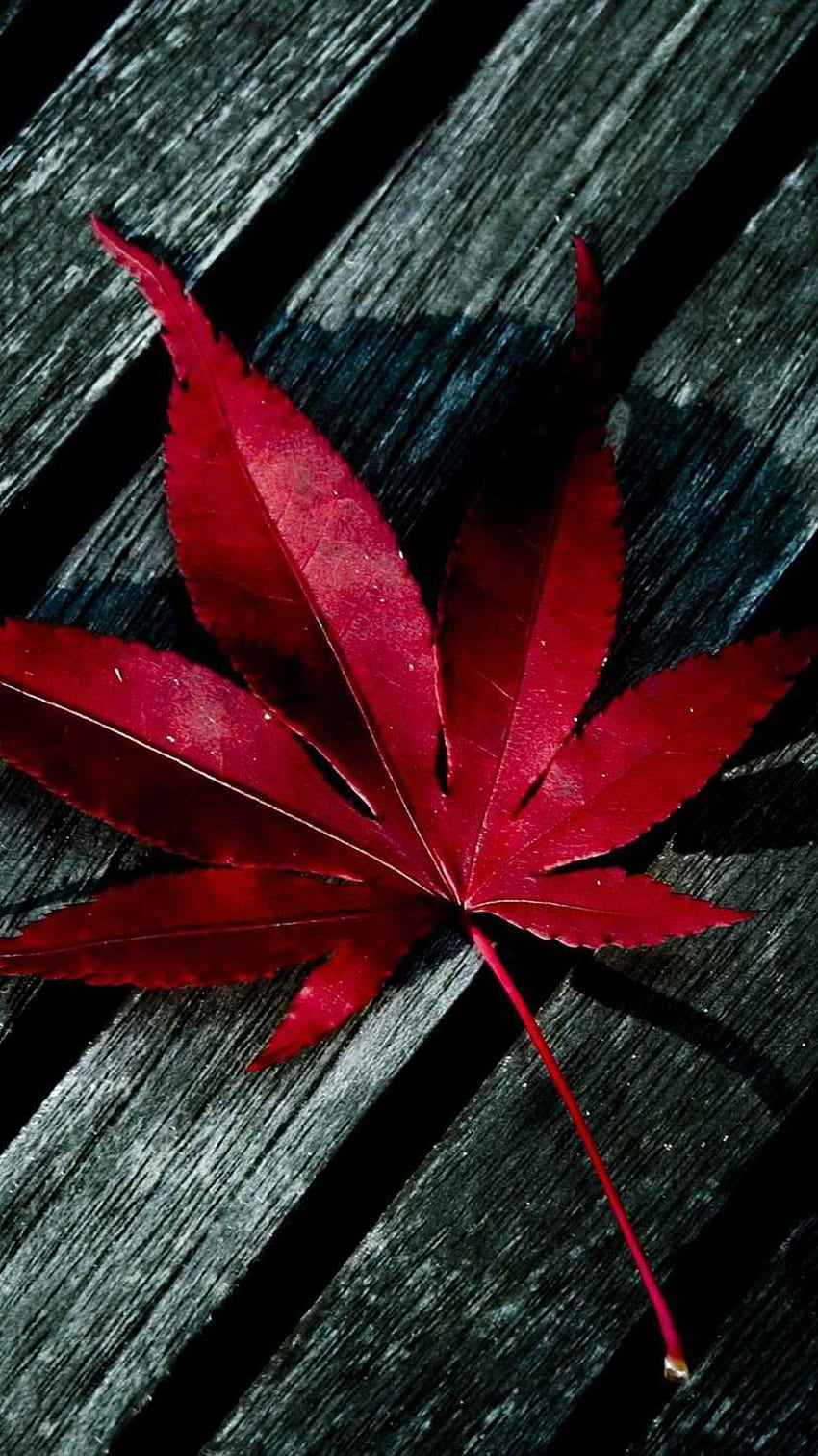 Leaves Maple - iPhone, Red Leaf HD тапет за телефон