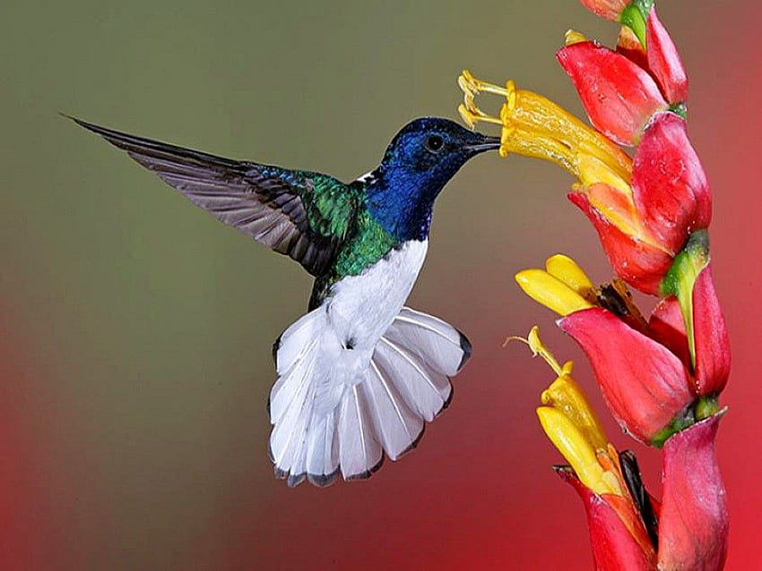 flowers for flower lovers.: Flowers and birds beautiful HD wallpaper