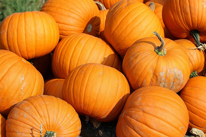 食べ物, 秋, 野菜, かぼちゃ 高画質の壁紙