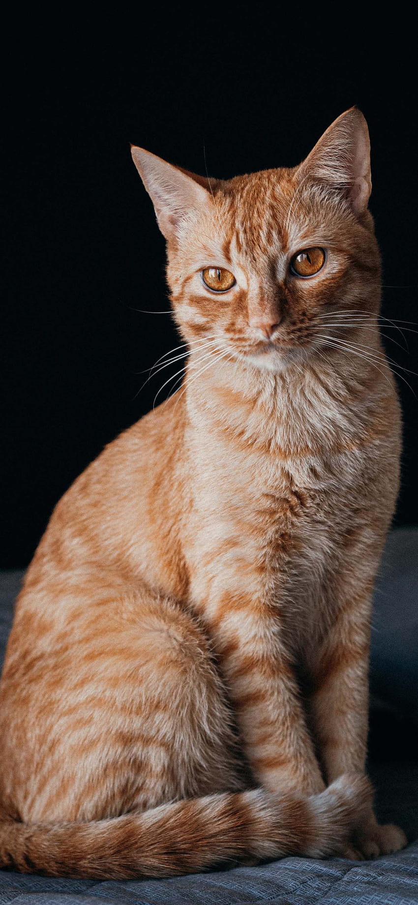 Kedi Telefonu Eylül 2020 - Kedileri Çok Seviyorum. Kedi telefonu , Kediler, Sevimli kedi, Güzel Yaz Kedisi HD telefon duvar kağıdı