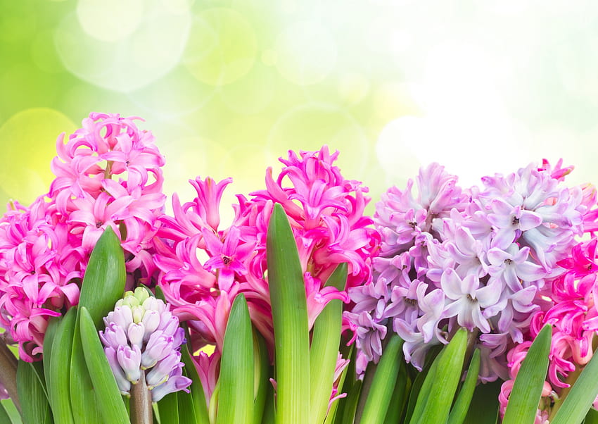 Jacintos de primavera, Jacinto, púrpura, rosa, Jacintos, flores, Primavera fondo de pantalla
