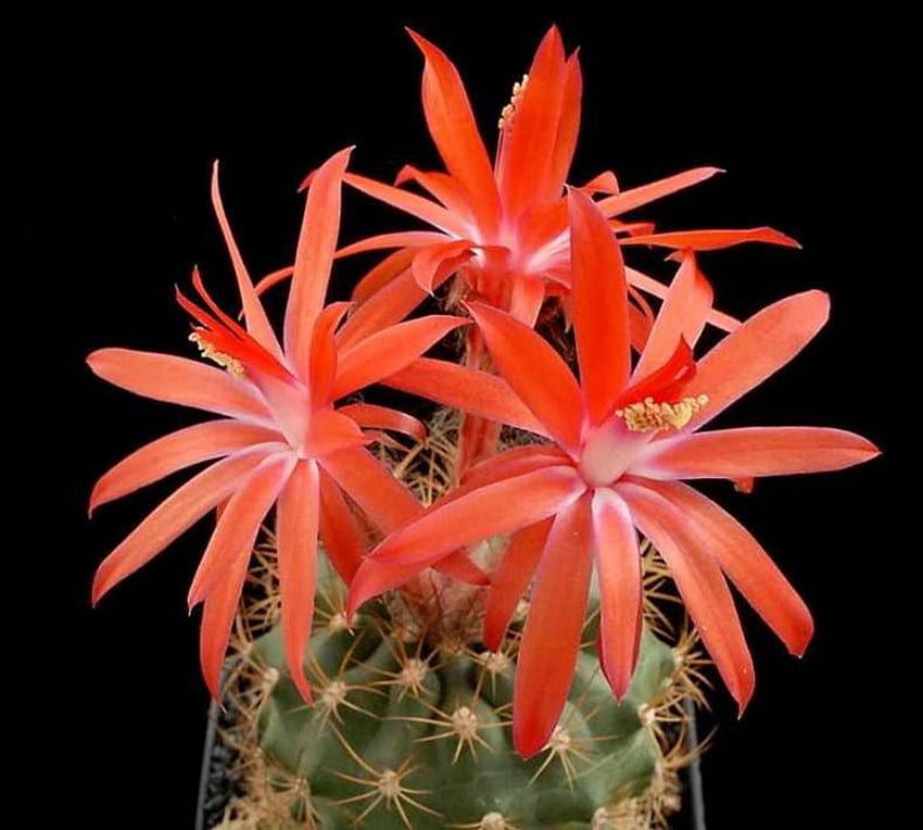 cactus, macro, red, flower HD wallpaper