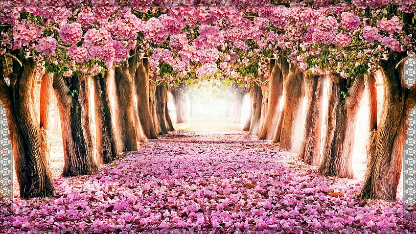 Primavera, Natural, Rosa, Árbol, Naturaleza, Hermoso árbol rosa fondo de  pantalla | Pxfuel