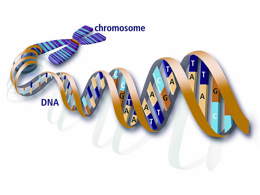 染色体 - 遺伝子と DNA 二重らせん 高画質の壁紙