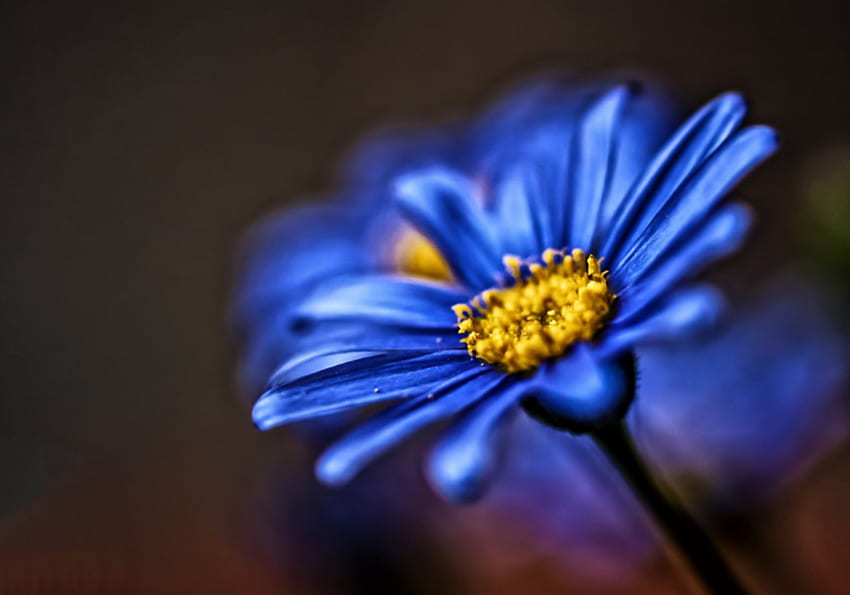 Blue Daisy, FLOWER, FLOWERS, Blue, Daisy HD wallpaper