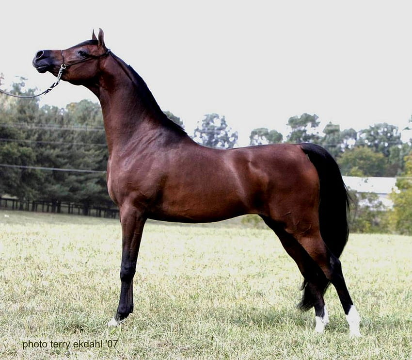 purebred arabian mare, mares, horses, arabians, sold horses HD wallpaper