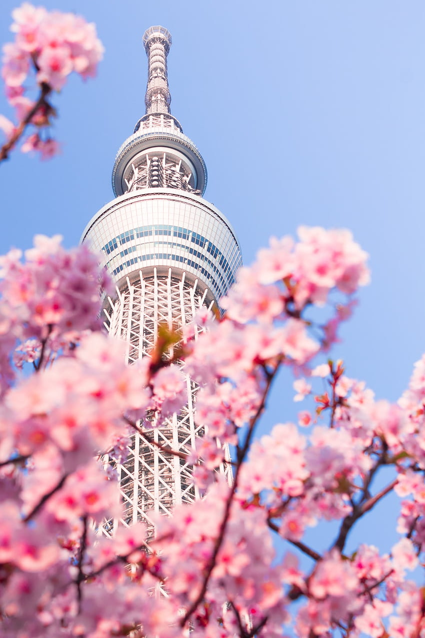 Tokyo Skytree, Pink Tokyo HD phone wallpaper