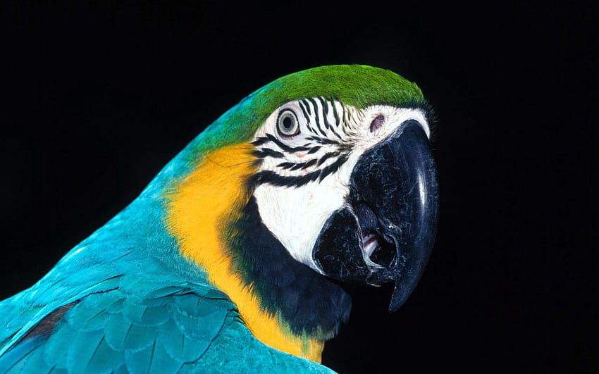 Animales, Loros, Pájaro, Pico, Color fondo de pantalla