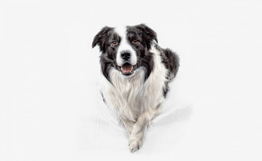 Happy Border Collie, animal, dog, white, black, smile, border collie, cute, happy HD wallpaper