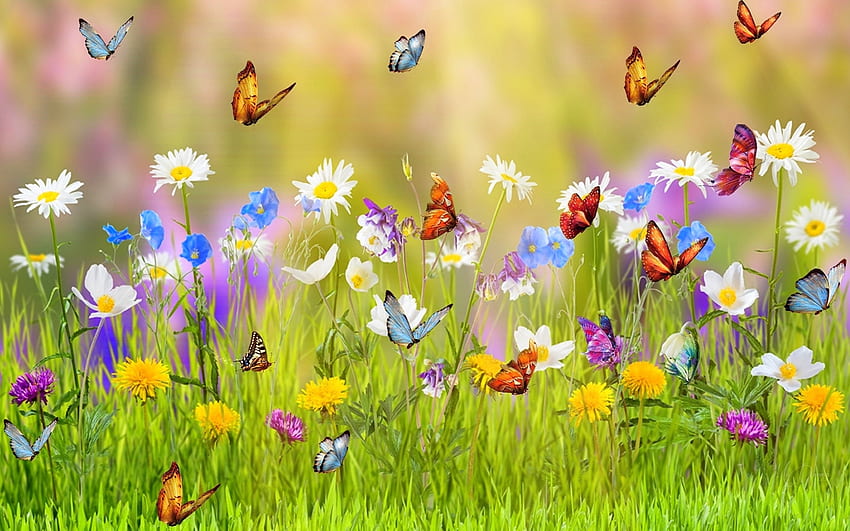 春の草原、蝶、四季が大好き、動物、牧草地、蝶のデザイン、自然、花、草 高画質の壁紙