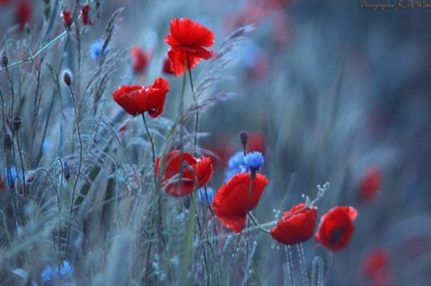 Макове, поле, червено и синьо, красиво, природа, цветя HD тапет