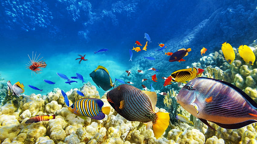 Colorful Fishes . Studio 10. Tens of thousands HD wallpaper