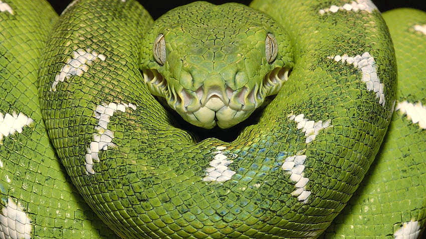Animals, Color, Stains, Spots, Green Snake HD wallpaper