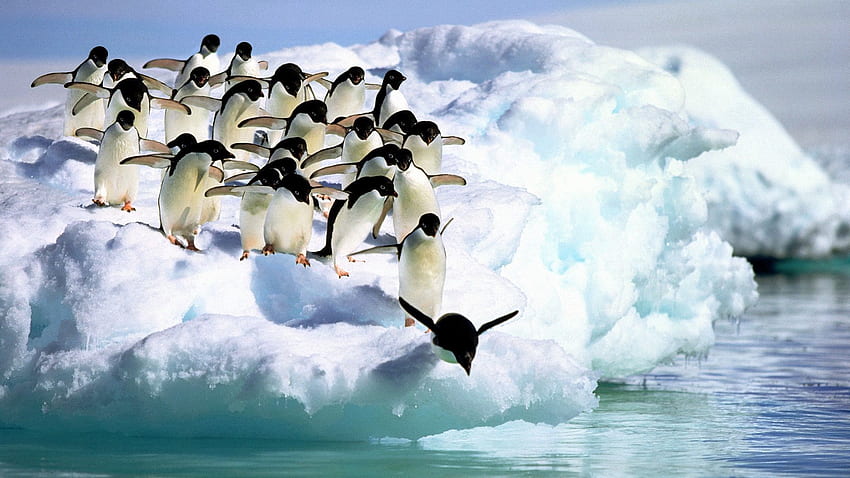 Animals, Water, Pinguins, Snow HD wallpaper