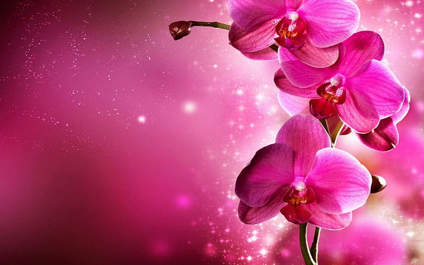 Orchidea - Kwiaty. Różowe kwiaty, kwiat, kwiat orchidei, fioletowe kwiaty orchidei Tapeta HD