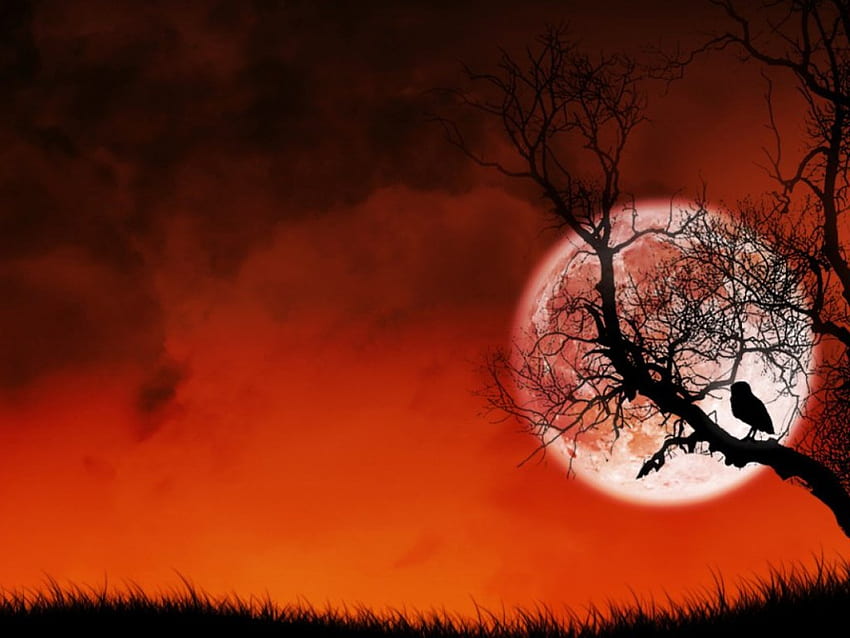 Red Sunset, moon, tree, sunset, red HD wallpaper | Pxfuel