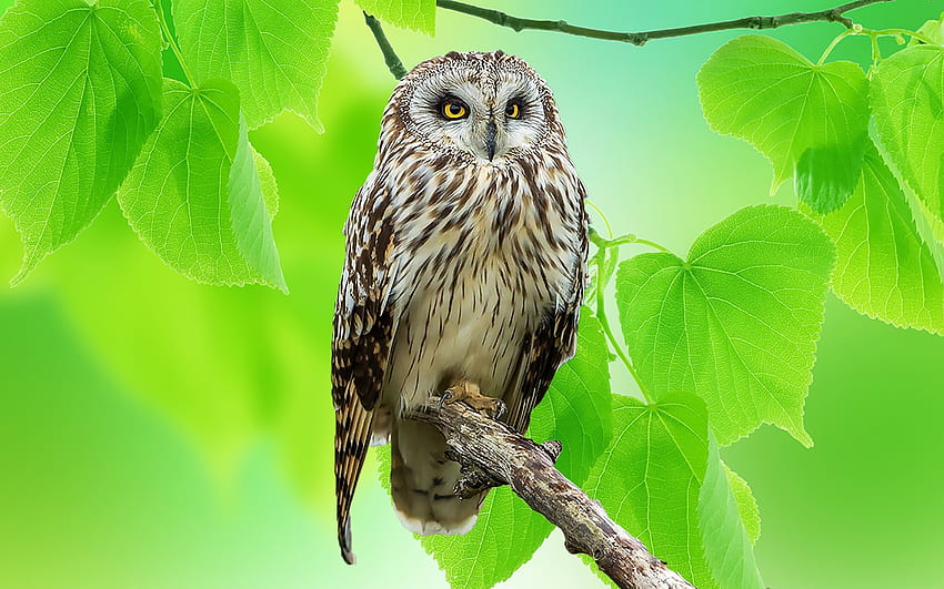 Owl, bufnita, bird, green, pasari HD wallpaper