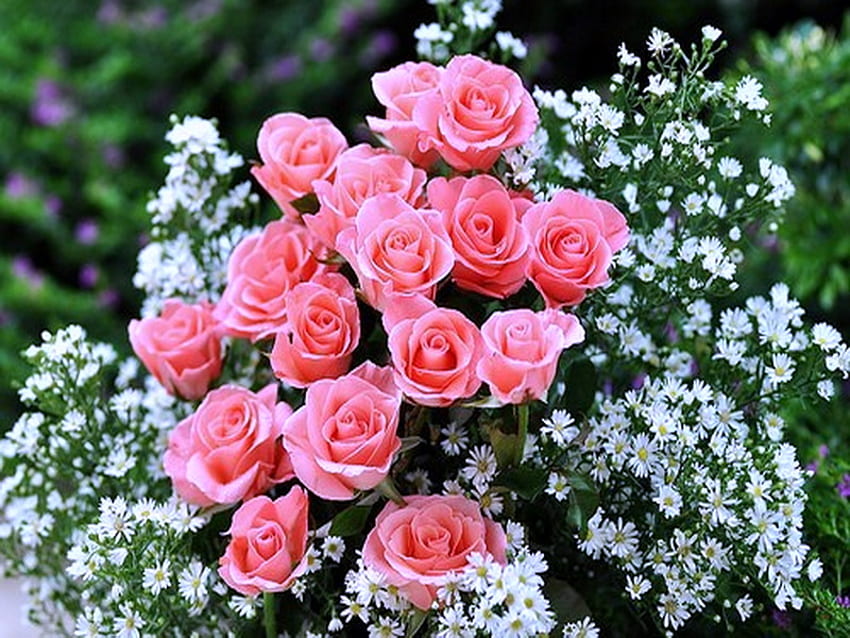 Маргаритки и рози, розово, бяло и жълто, рози, градина, цветя, маргаритки HD тапет