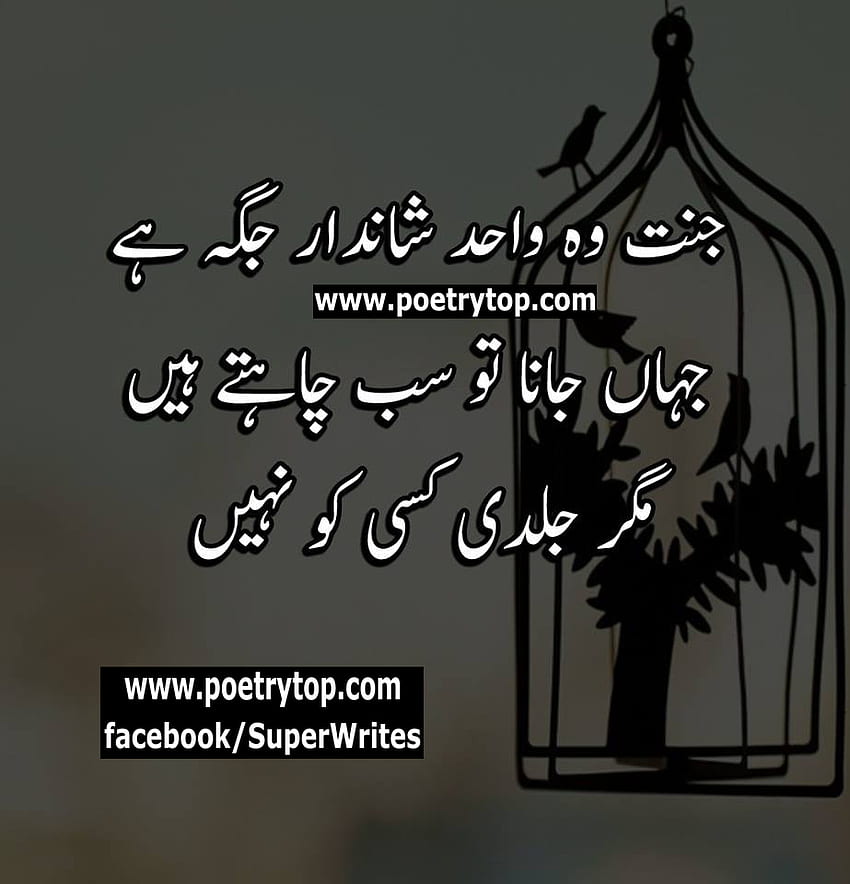 Kutipan Islami Urdu - Perjuangan Burung Dalam Sangkar - wallpaper ponsel HD