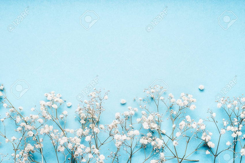 Petites fleurs de gypsophile blanches sur fond bleu Joli floral [] pour votre, mobile et tablette. Explorez le joli arrière-plan. Jolie pour les ordinateurs Fond d'écran HD