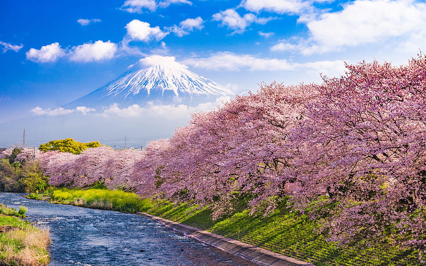 Mount Fuji, river, cherry blossoms, mountain HD wallpaper