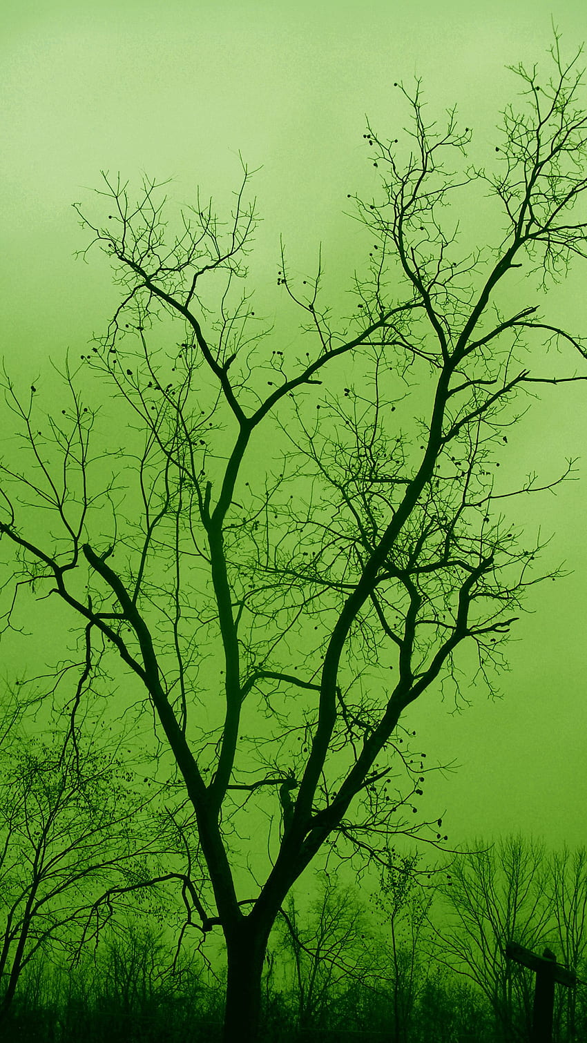 Couleur verte, arbres de couleur verte, arbres verts Fond d'écran de téléphone HD