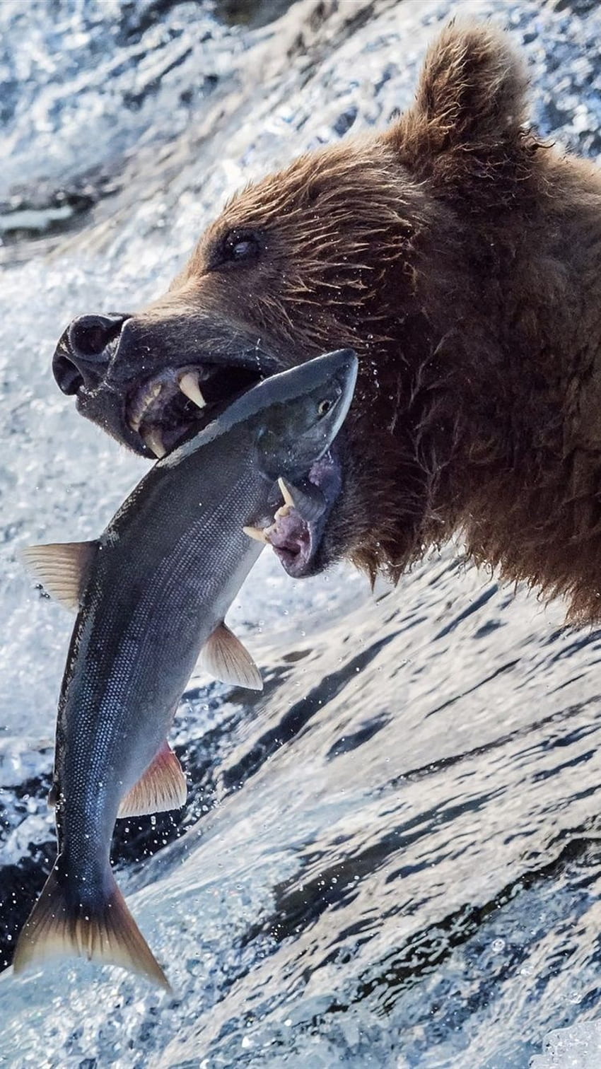 Bear Catch A Fish, Nehir, Su, Alaska IPhone 8 7 6 6S , Arka Plan HD telefon duvar kağıdı