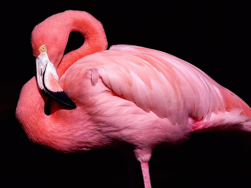 Hayvanlar, Kuşlar, Flamingo HD duvar kağıdı
