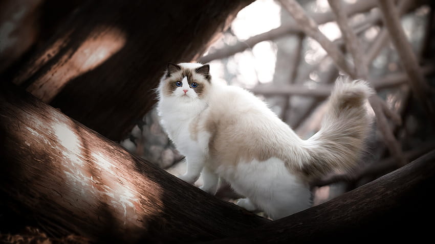 Blue Eyes Light Brown White Ragdoll Cat On Wood In Blur Background Cat HD wallpaper