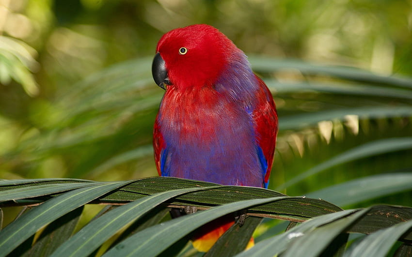 Tiere, Papageien, Vogel, Ast, Farben, Ausmalen HD-Hintergrundbild