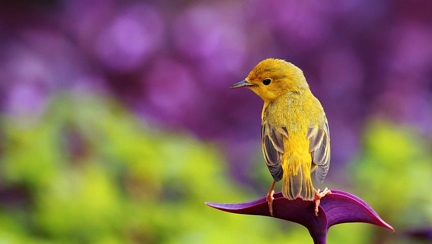 Kleiner Vogel, Tier, bunt, Vogel, Flug, schön, Frühling, nett, klein, Sommer, Ruhe, hübsch, Natur, lieblich HD-Hintergrundbild