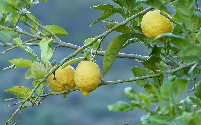 limones, fruta, árbol, rama fondo de pantalla