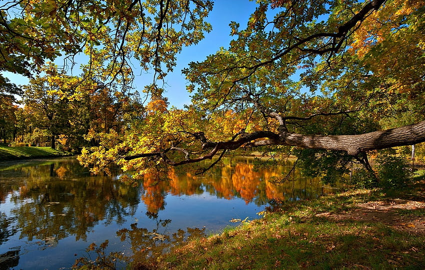 paisagem, natureza, árvores, outono, lagoa papel de parede HD