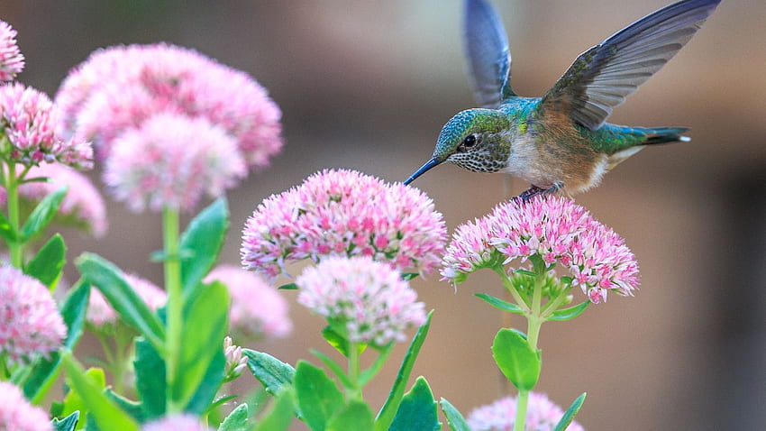 Hummingbird, Pollination, Birds, Flowers, , , Background, Etrytk HD wallpaper