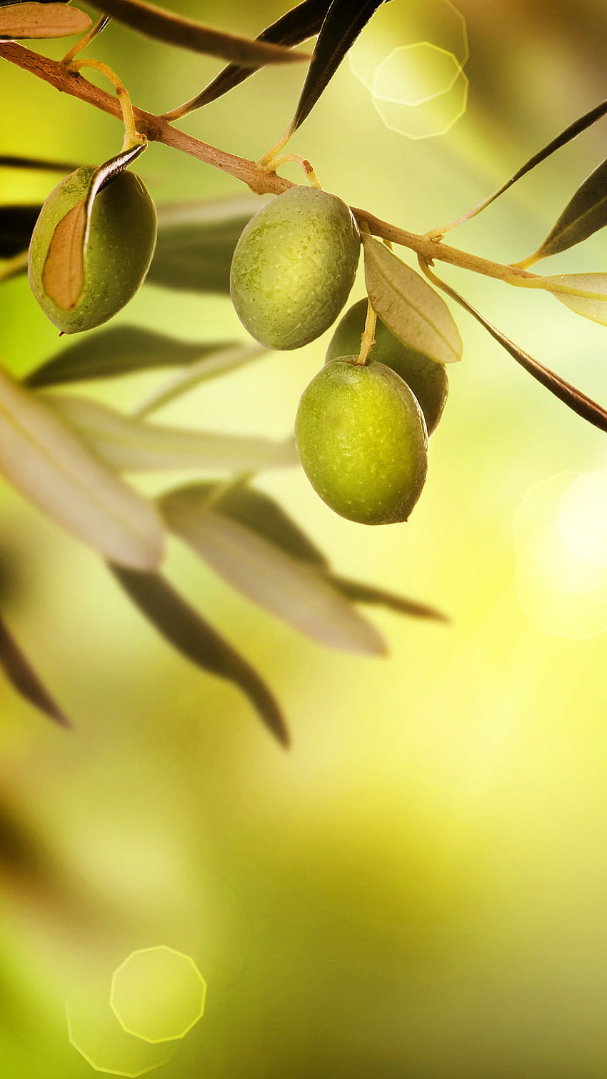 Маслина, маслиново дърво HD тапет за телефон