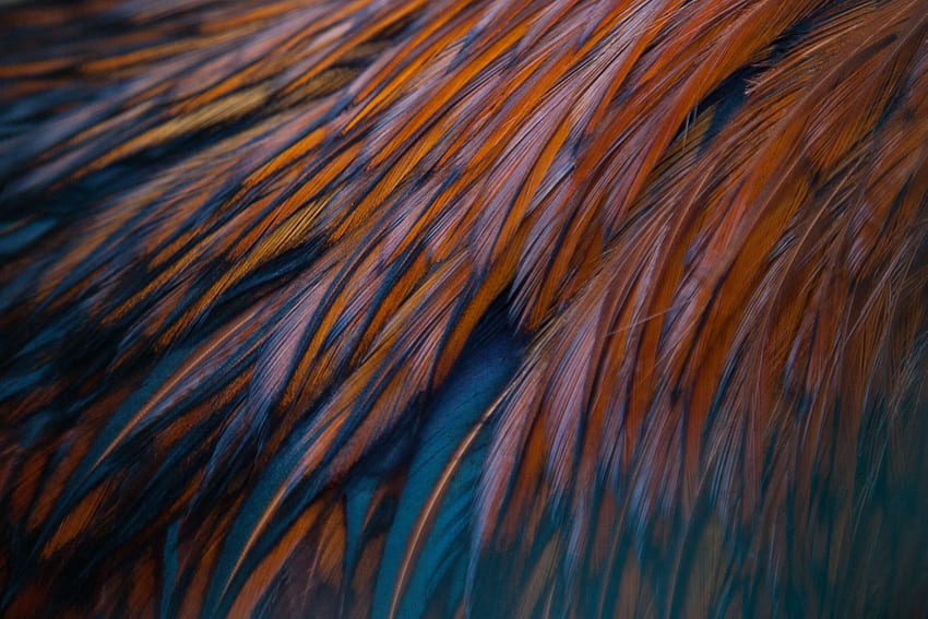 Feather, Bird, Texture, Textures HD wallpaper | Pxfuel