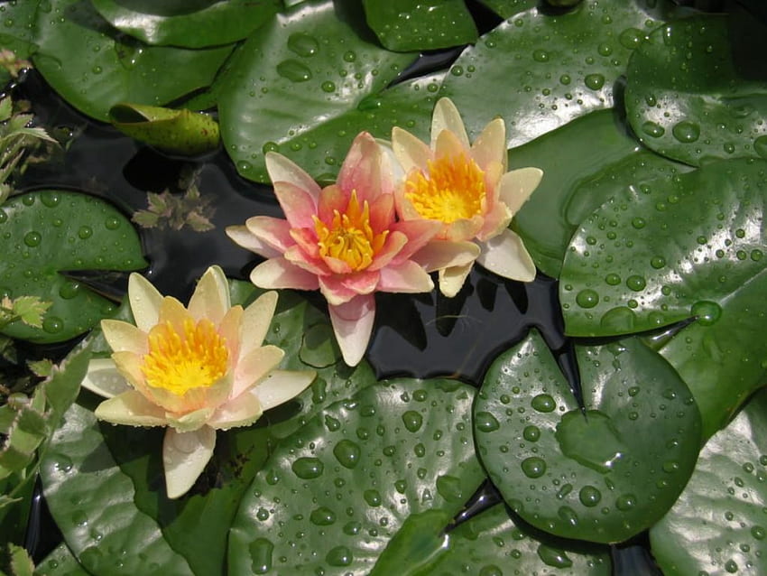 Water Lily, lilipads, pond HD wallpaper