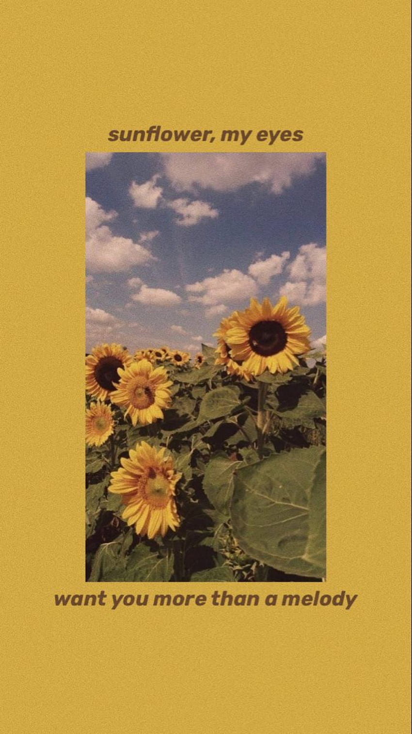solsikke, bind 6 ♡. Sunflower vol 6, Sunflower harry styles, Harry styles aesthetic, Sunflower Vol. 6 HD phone wallpaper