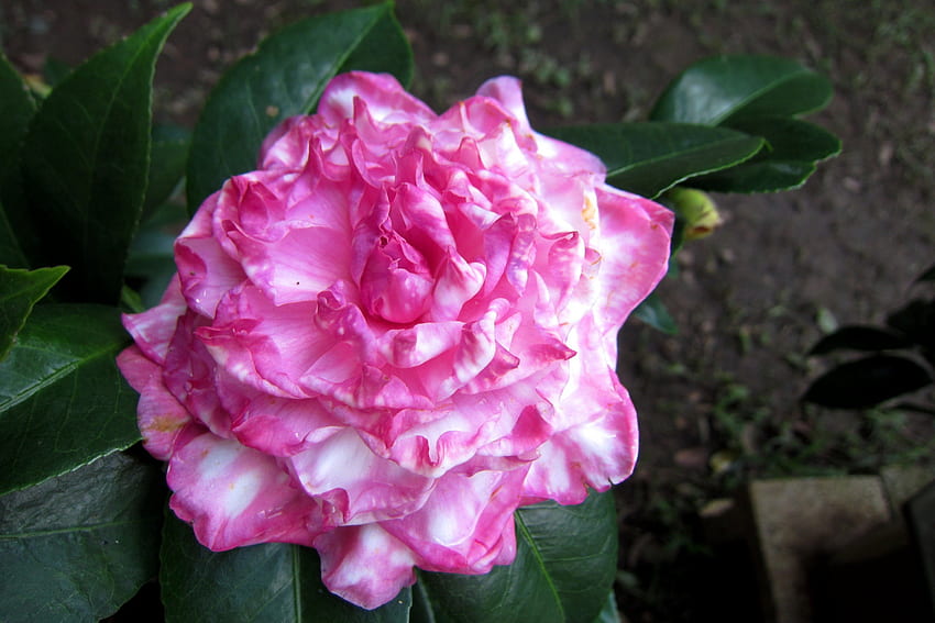 Camellia japonica, цветя, красиви, декоративни HD тапет