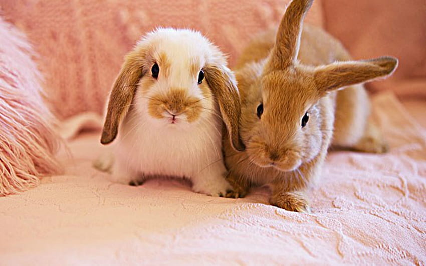Cute Rabbits, bunny, cute, animals, rabbits HD wallpaper