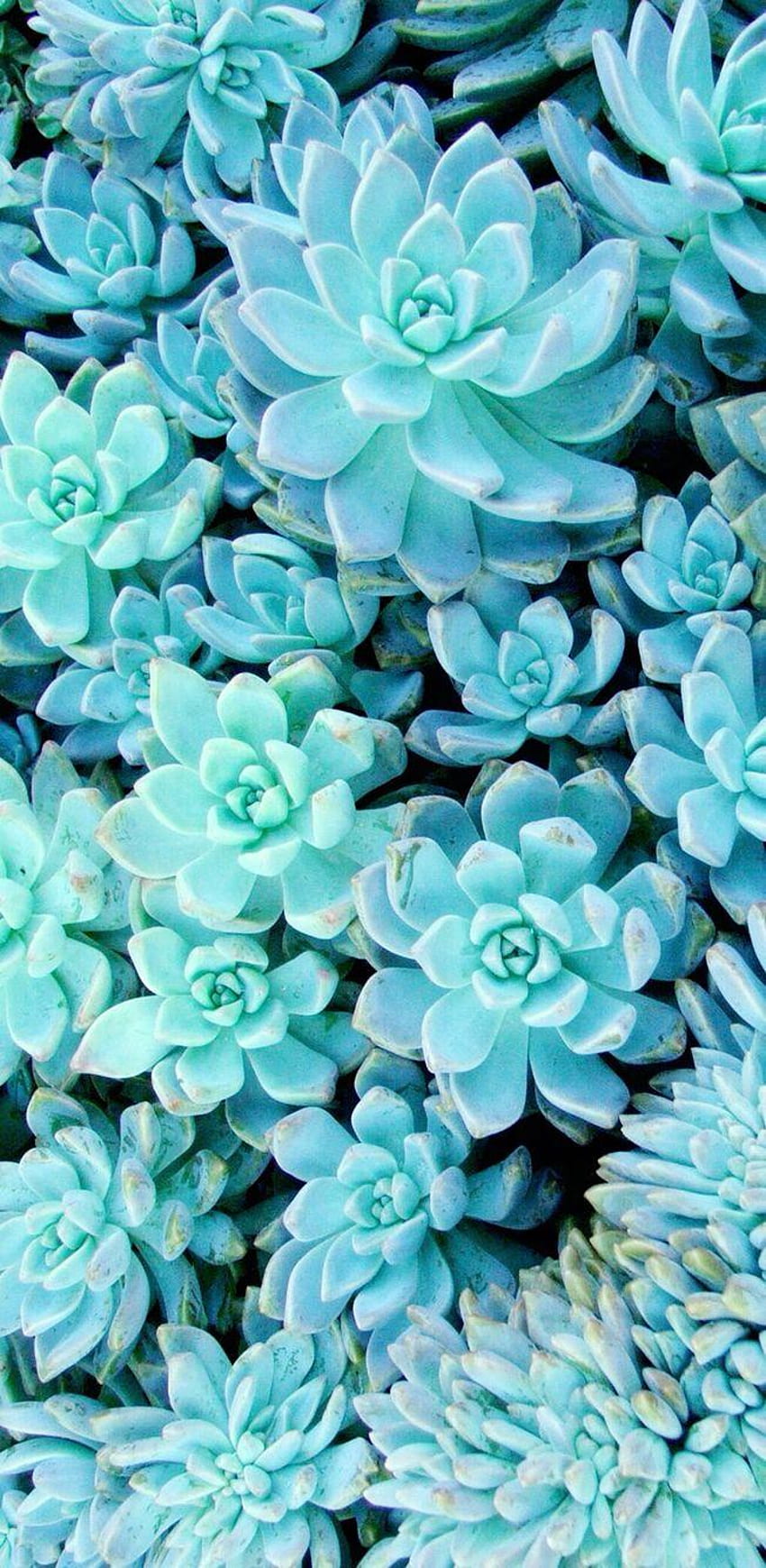 Of Succulent Plants HD wallpaper  Peakpx